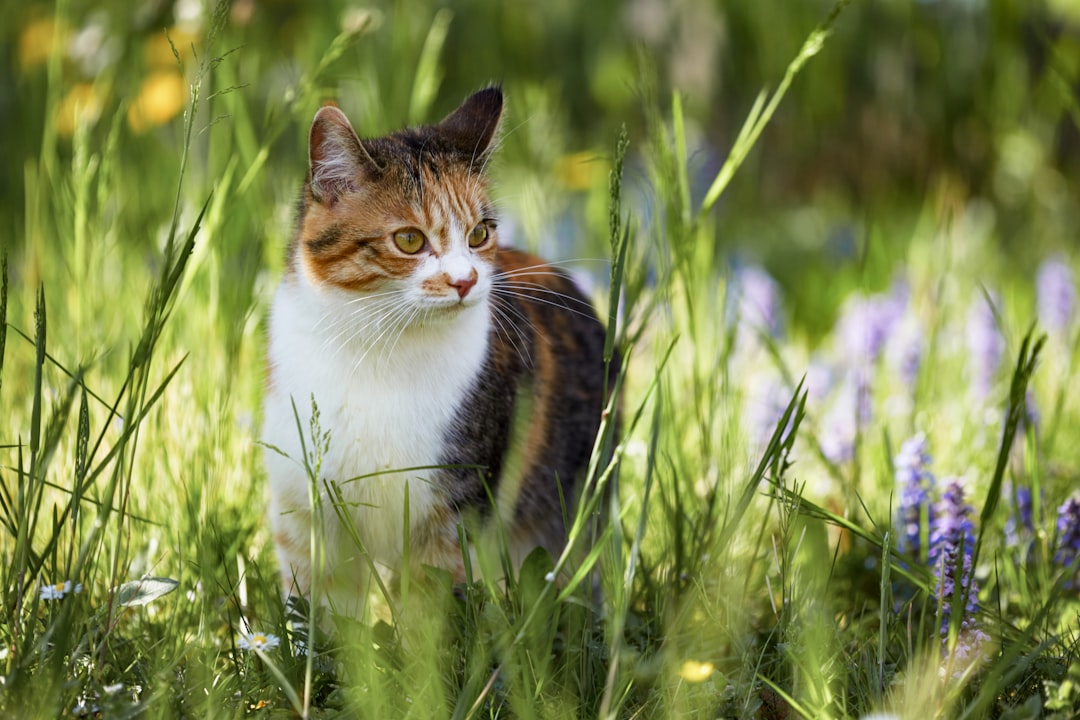 brown white and black cat on green grass field during daytime