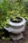 A large, ornate planter with intricate designs is nestled among lush green foliage. The urn features decorative handles and sits on a stone surface, partially covered by leaves.
