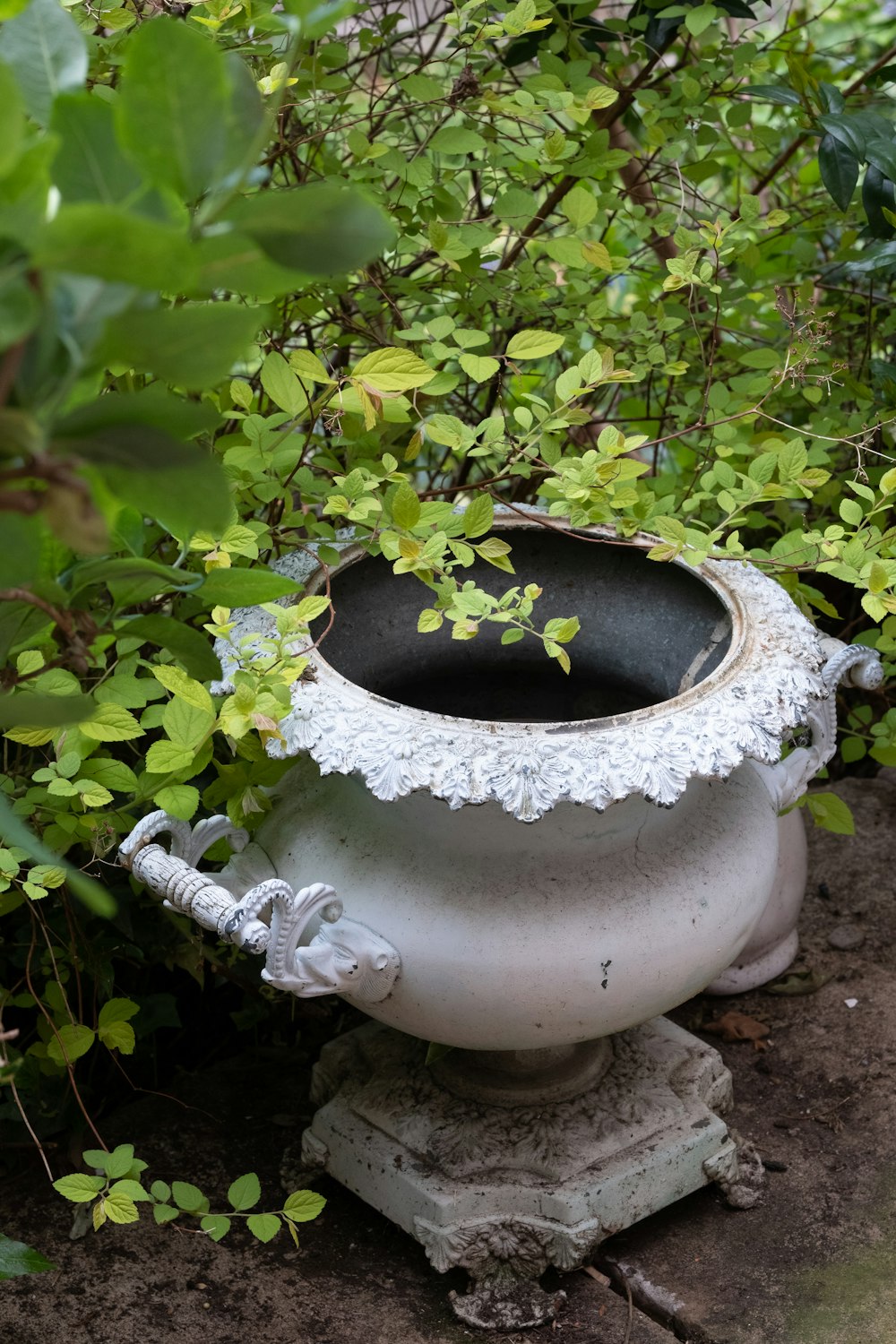 green plant on white ceramic pot