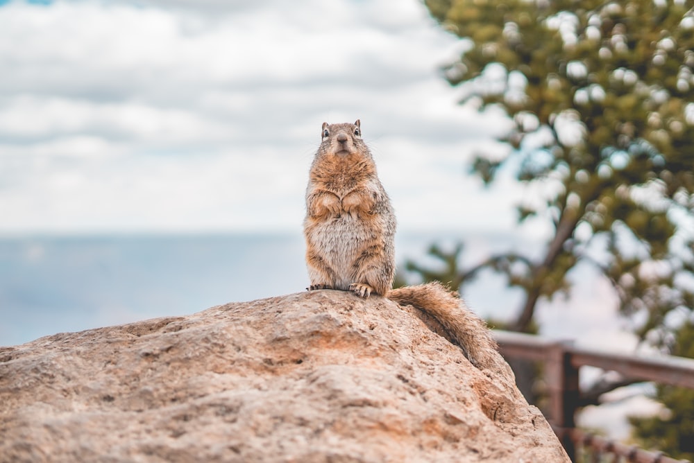 brown squirrel on brown rock during daytime