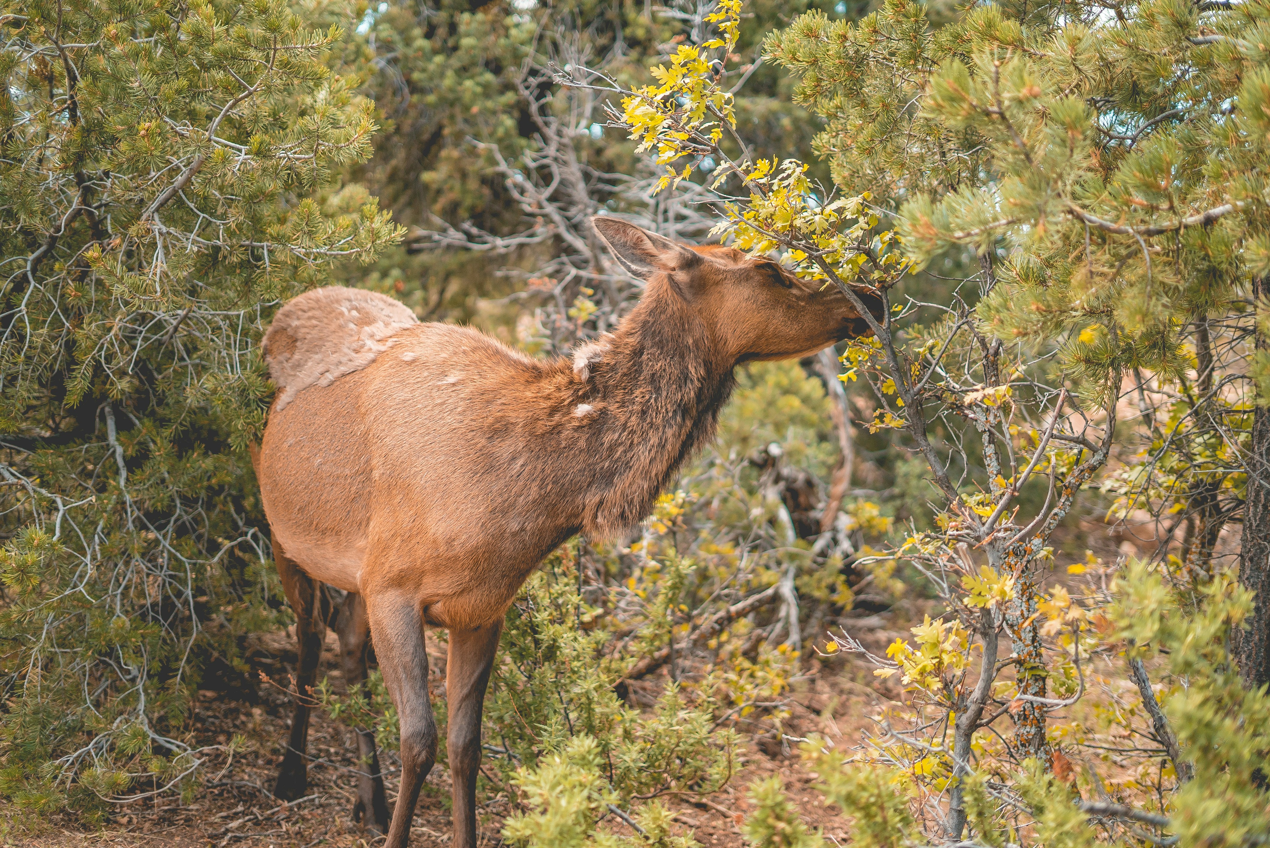 cerf brun sur l’herbe verte pendant la journée