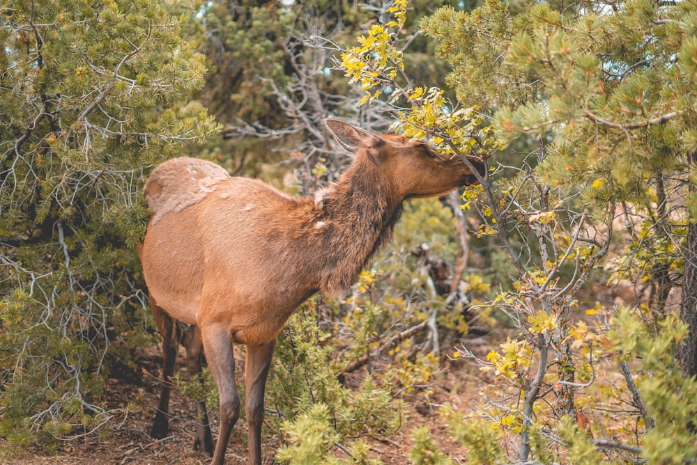 brown deer on green grass during daytime