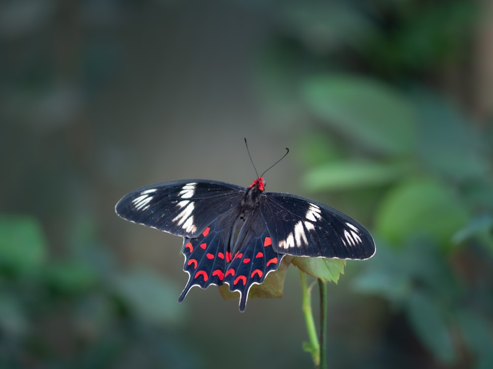 black and white butterfly perched on green leaf in close up photography during daytime