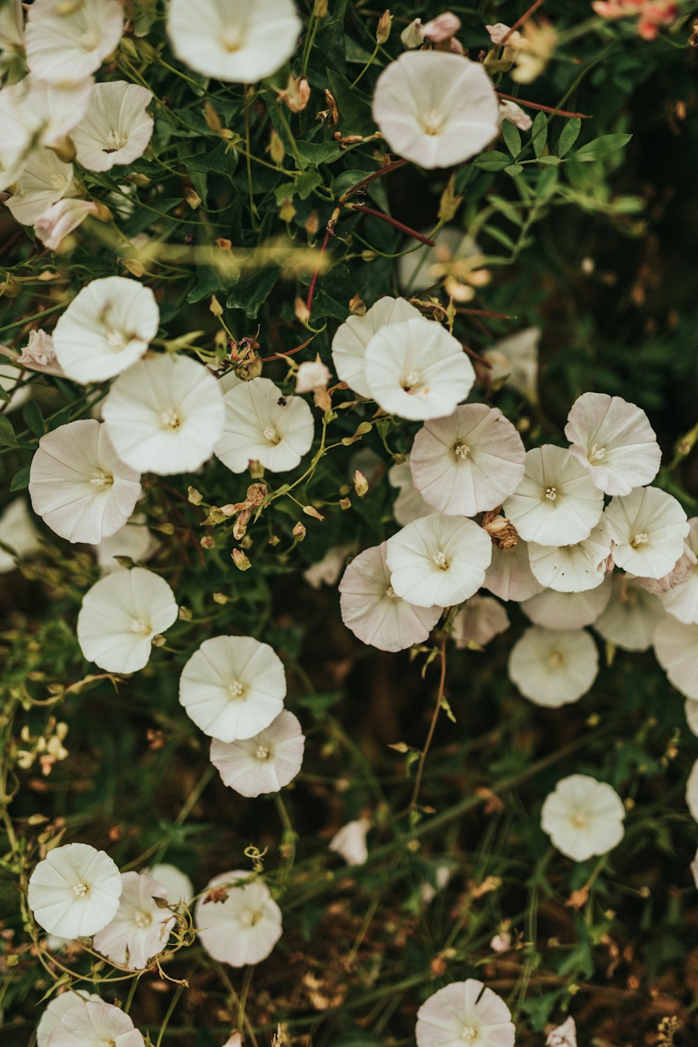 weiße Blüten mit grünen Blättern