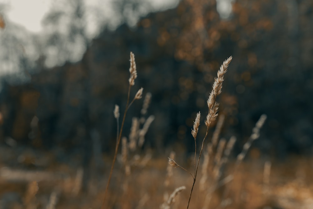 brown wheat in tilt shift lens