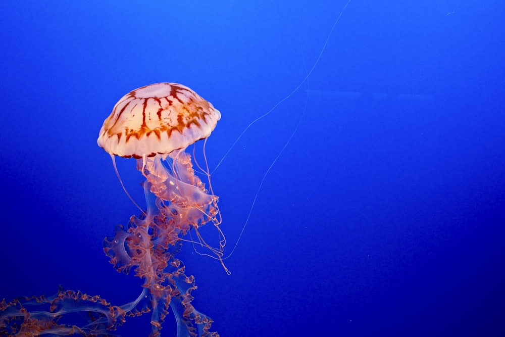 brown jellyfish in blue water