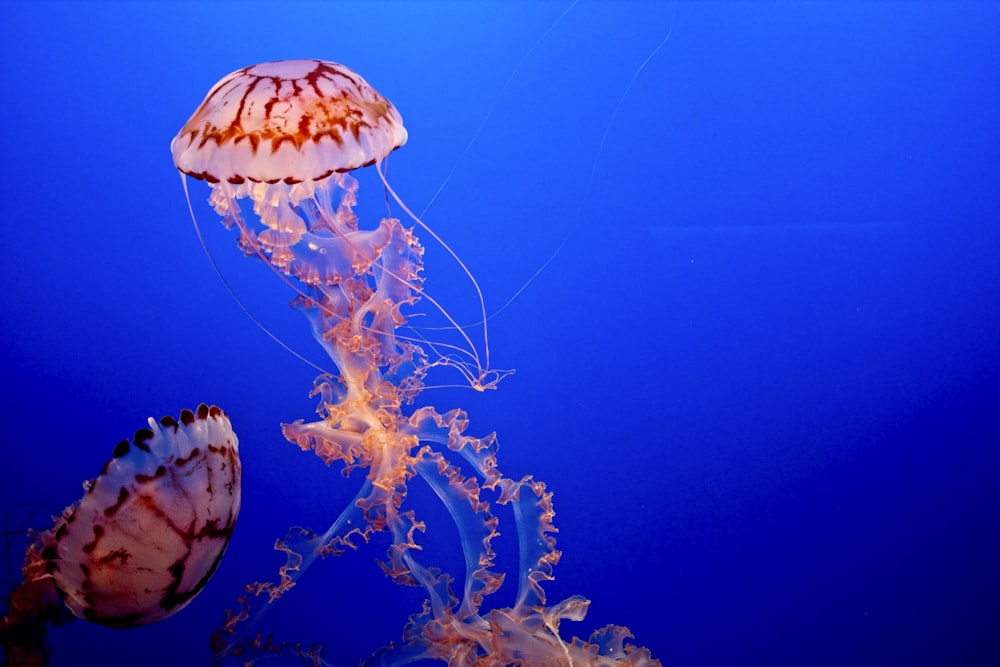 white and brown jellyfish under water