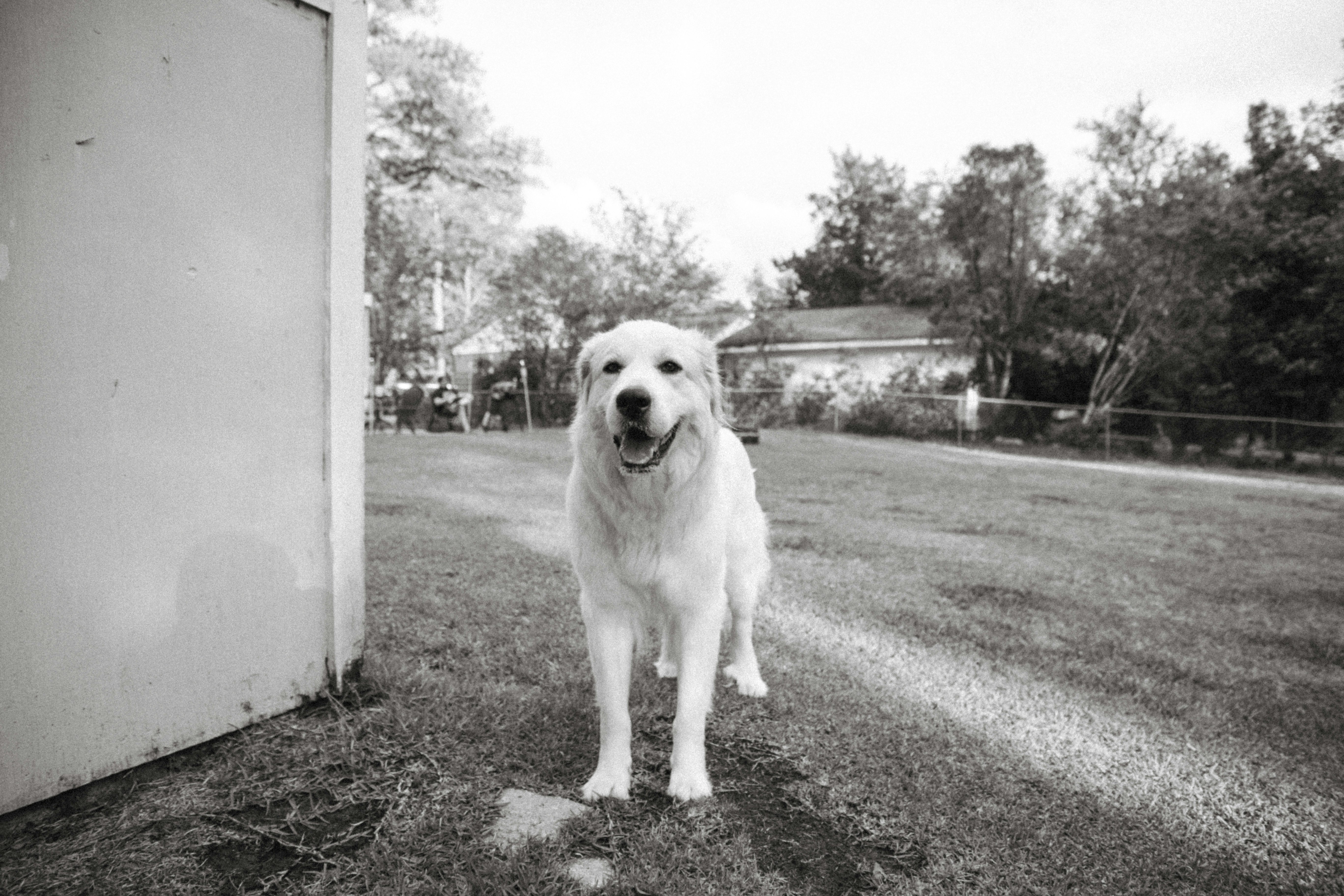 great pyrenees lab mix