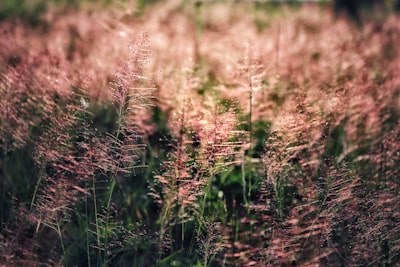 brown grass field during daytime malawi google meet background