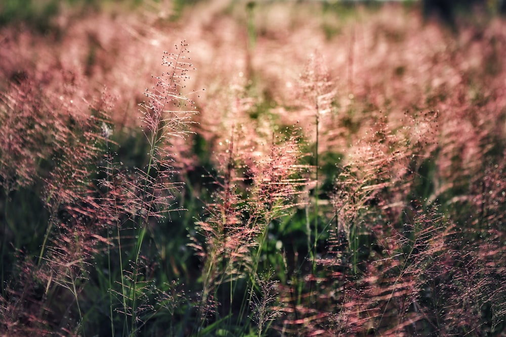 brown grass field during daytime