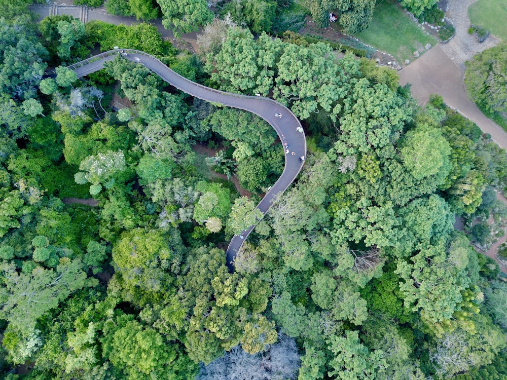 Vista aérea de árboles verdes y carretera