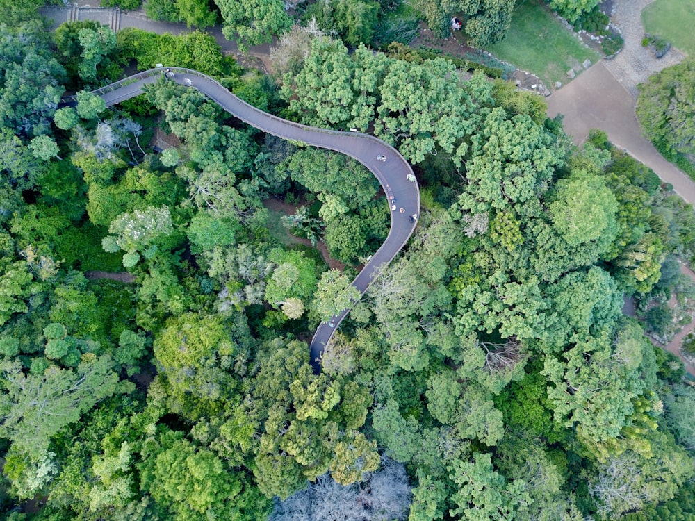 aerial view of green trees and road