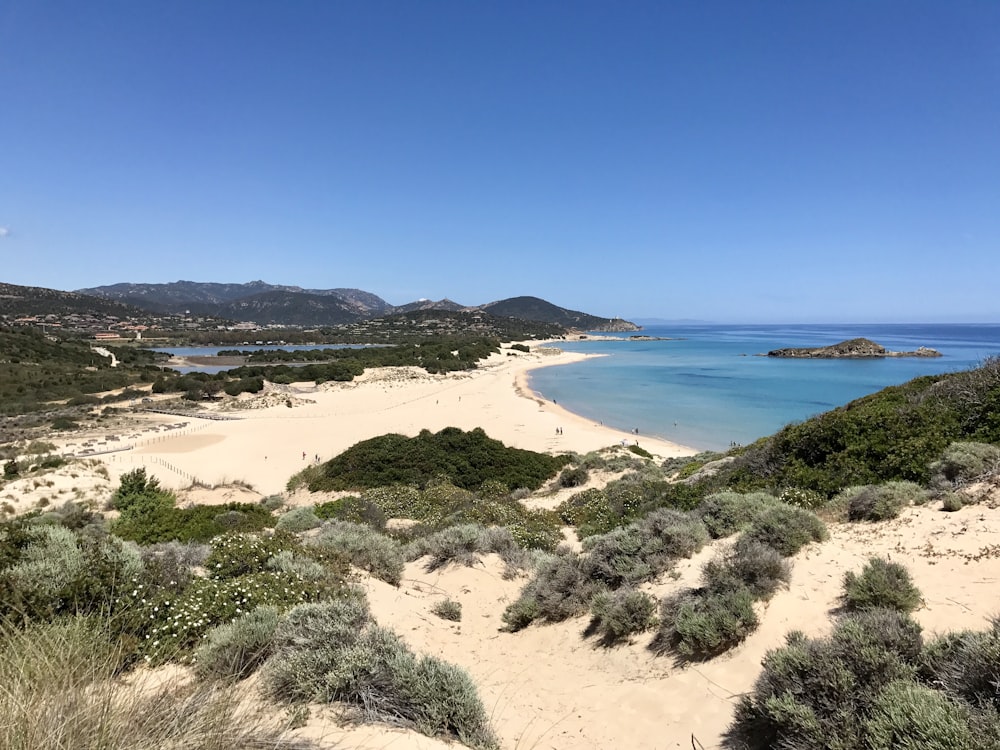 green trees on brown sand beach during daytime