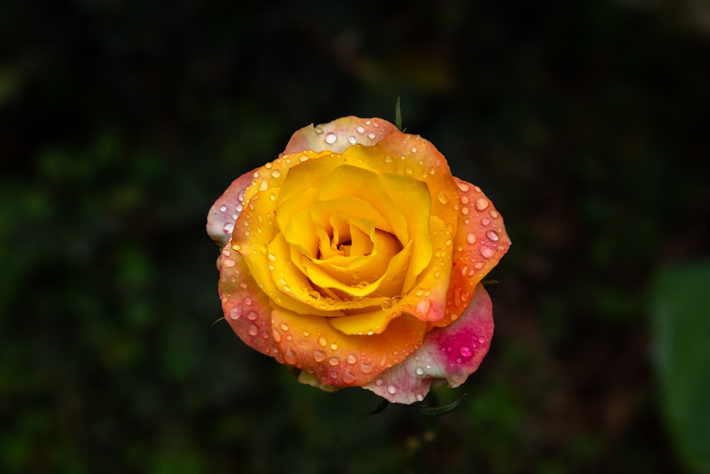 노란색과 분홍색 장미가 이슬 방울로 피어납니다.