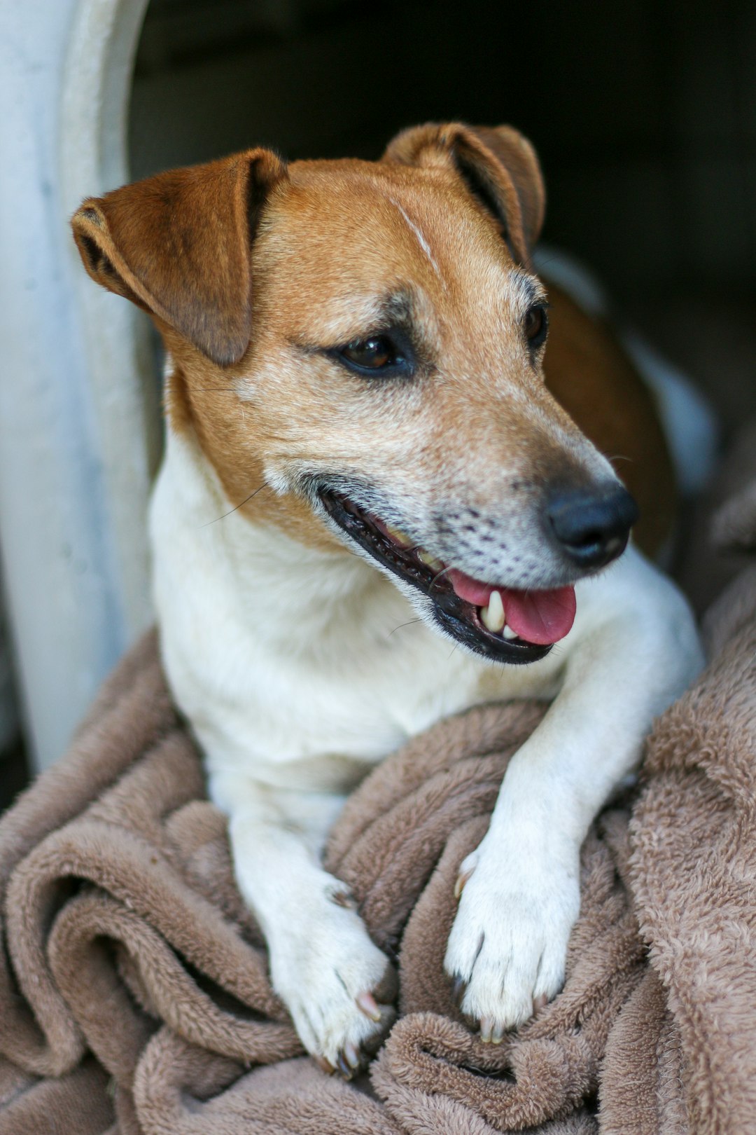 brown and white short coated dog on gray textile