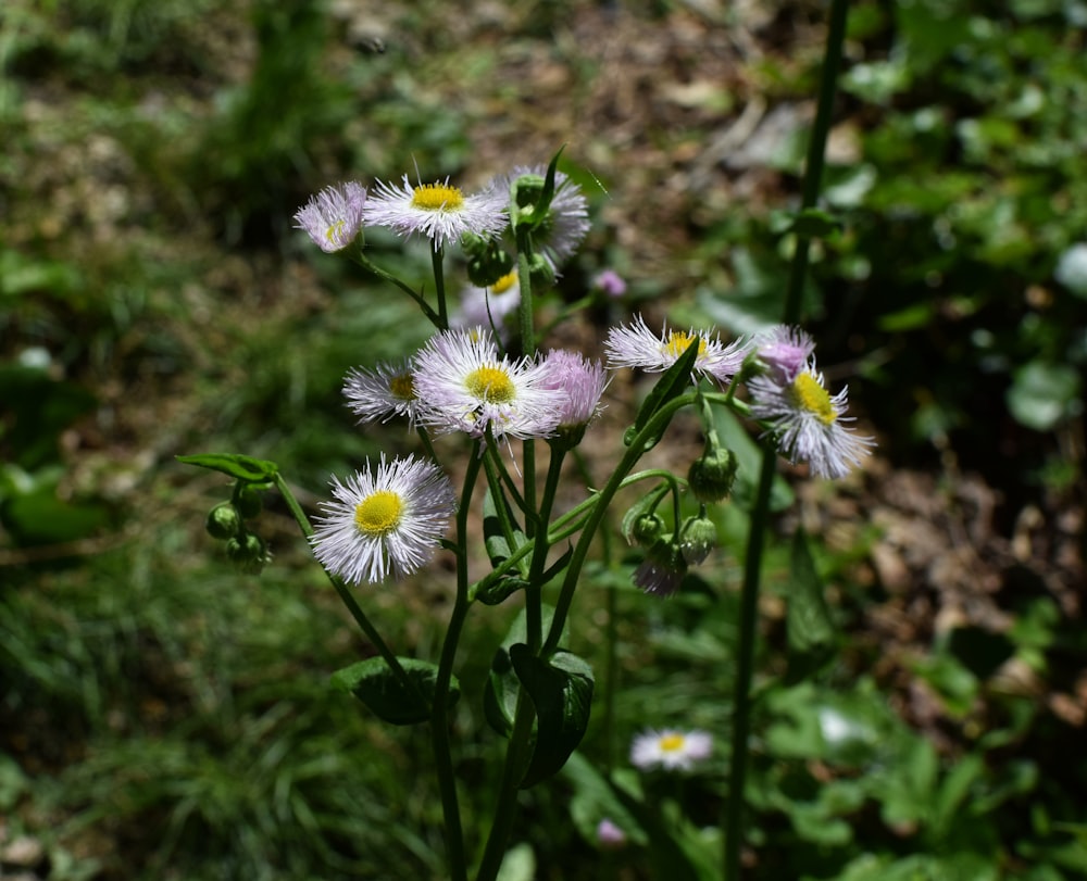 white and purple flowers in tilt shift lens