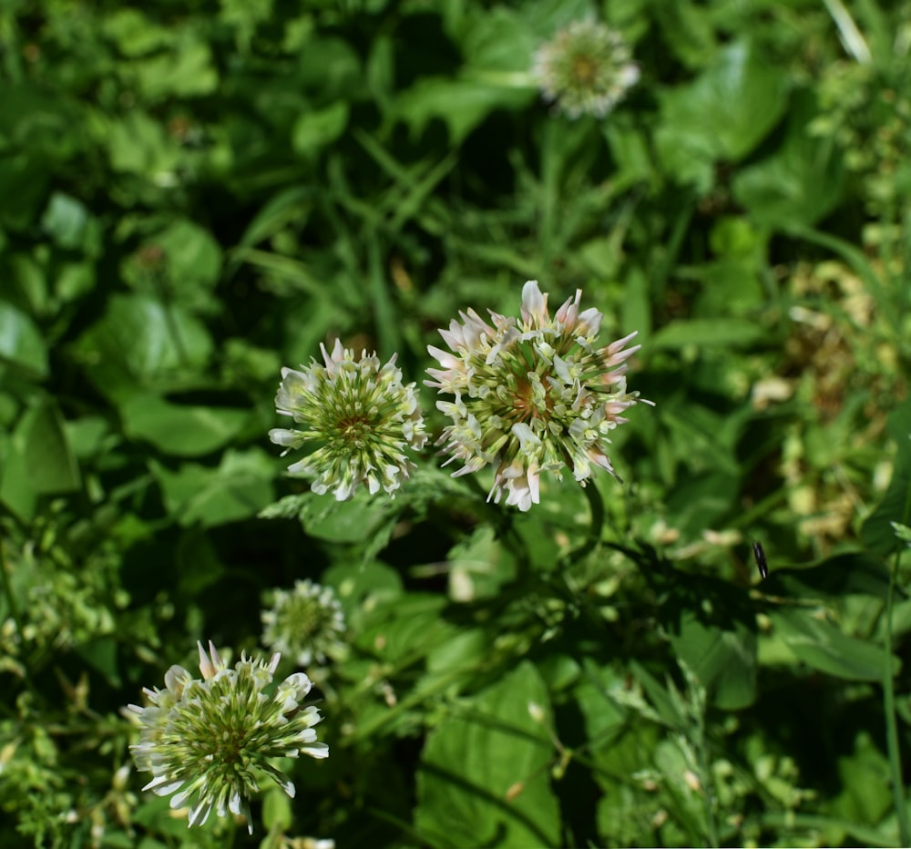 white flowers with green leaves