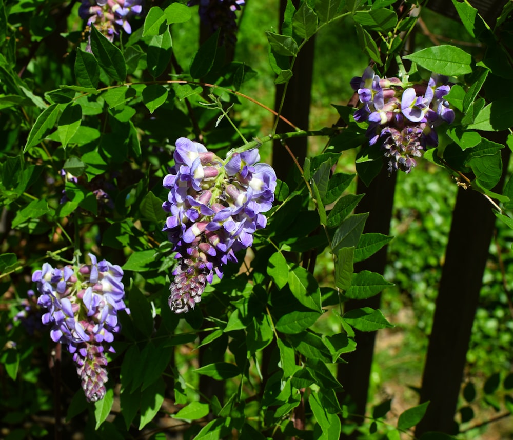 purple flowers with green leaves