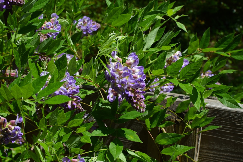 purple flowers with green leaves