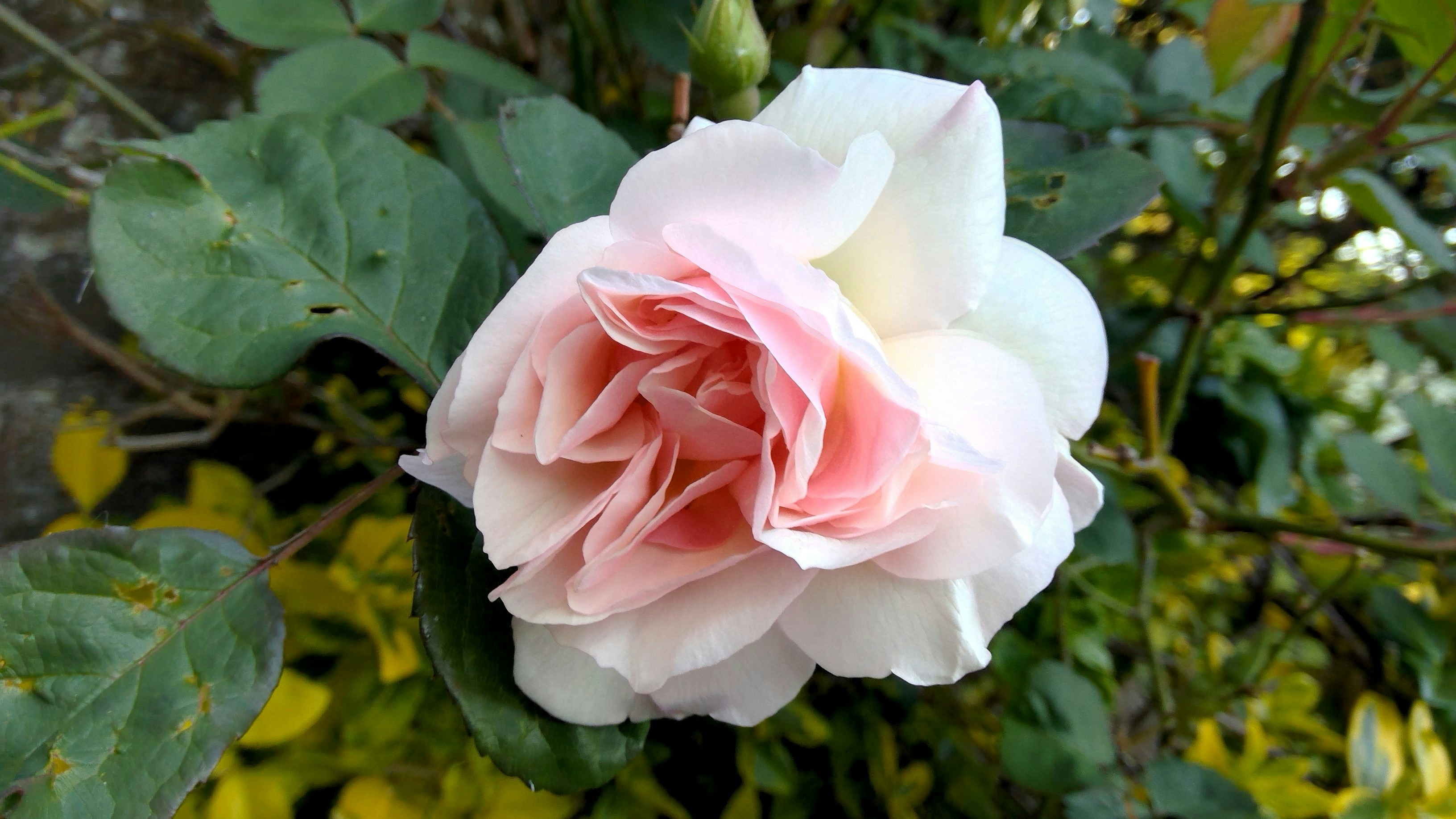 Blooming Rose Pictures Download Free Images On Unsplash