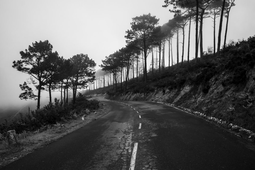 grayscale photo of road between trees