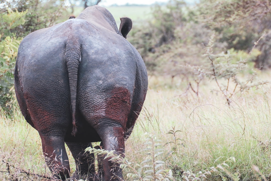 black rhinoceros on brown grass field during daytime