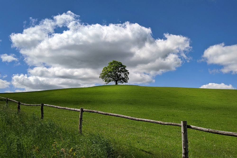 campo de hierba verde con árbol bajo nubes blancas y cielo azul durante el día