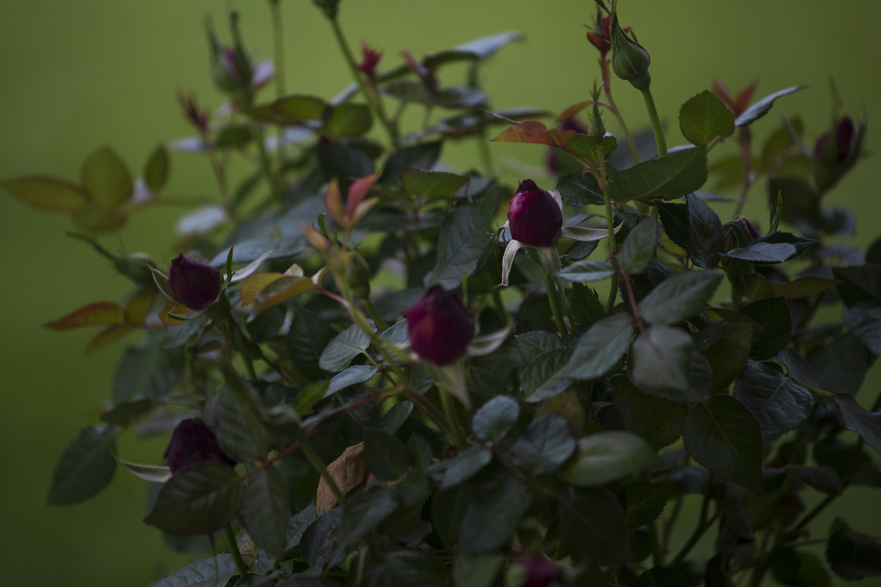 Photo by oneapparatus