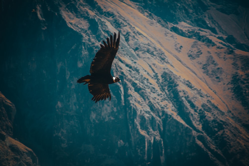 uccello nero che vola sopra la montagna durante il giorno