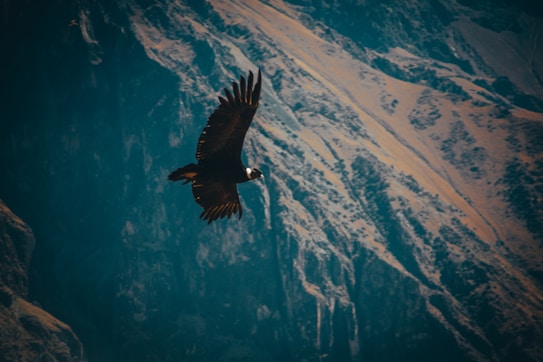 A large bird with outstretched wings glides majestically against a backdrop of rugged mountains. The landscape is dramatic, with shadows accentuating the textures of the rock formations.