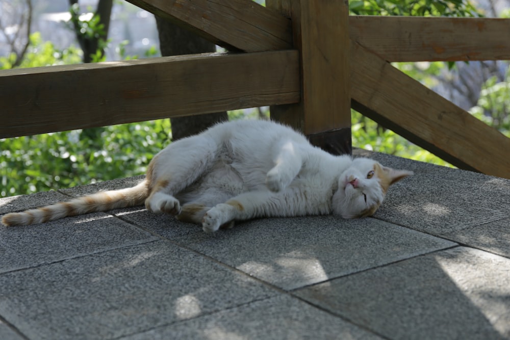 white cat lying on gray concrete floor