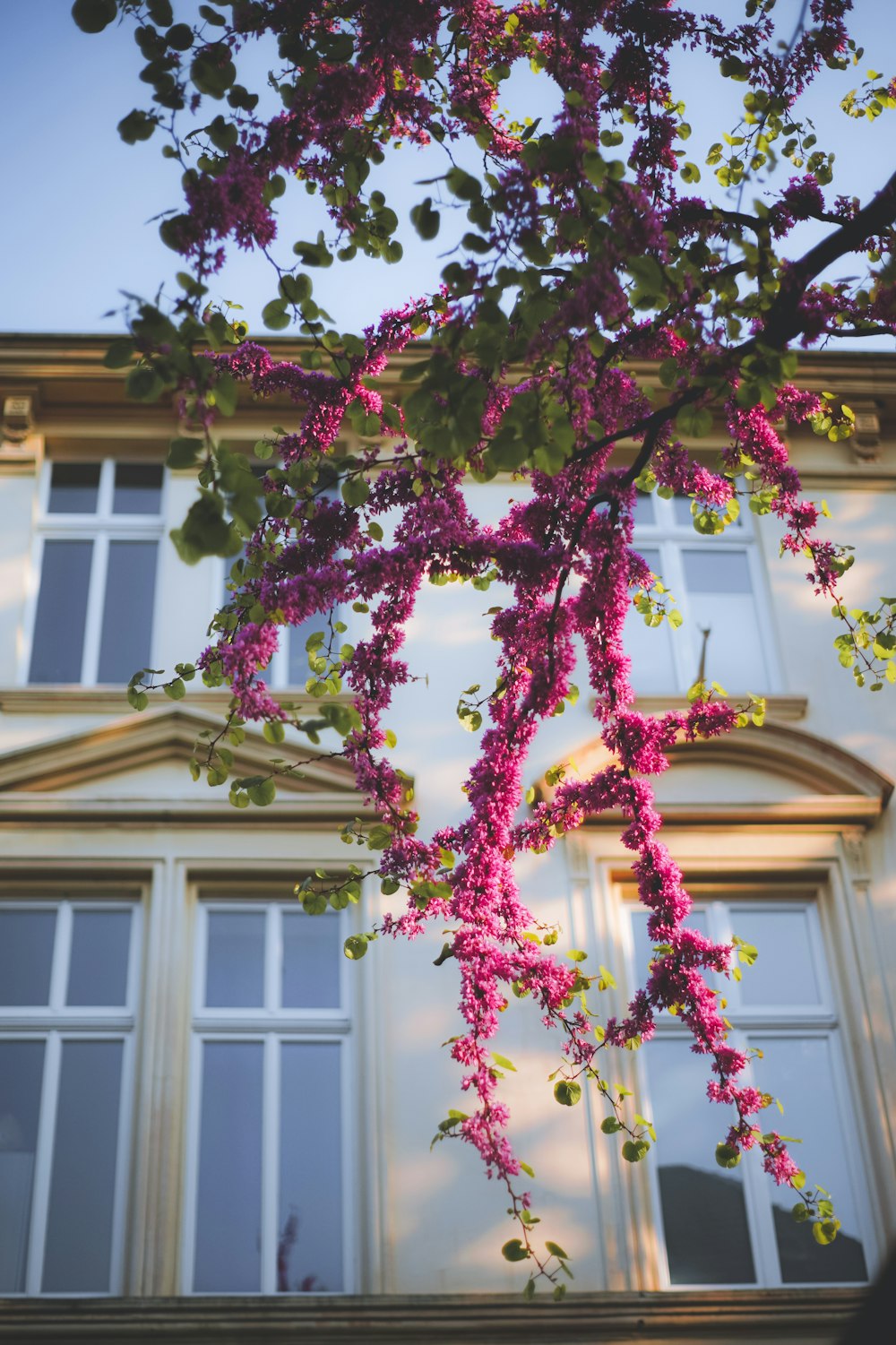 pink and white flower tree