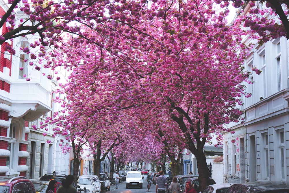 pink cherry blossom tree near white concrete building during daytime