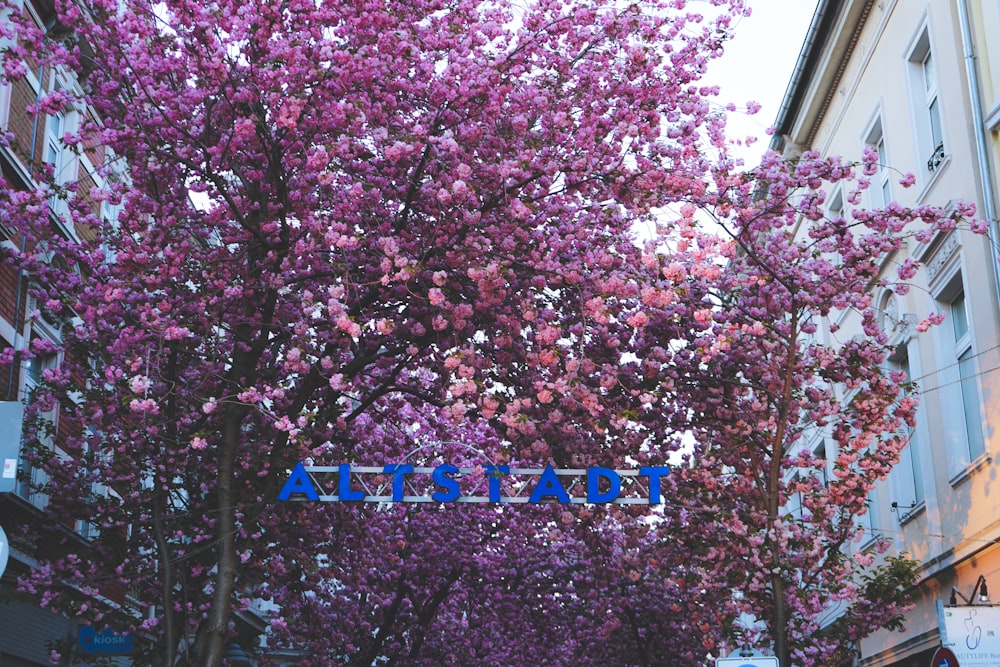 pink cherry blossom tree during daytime