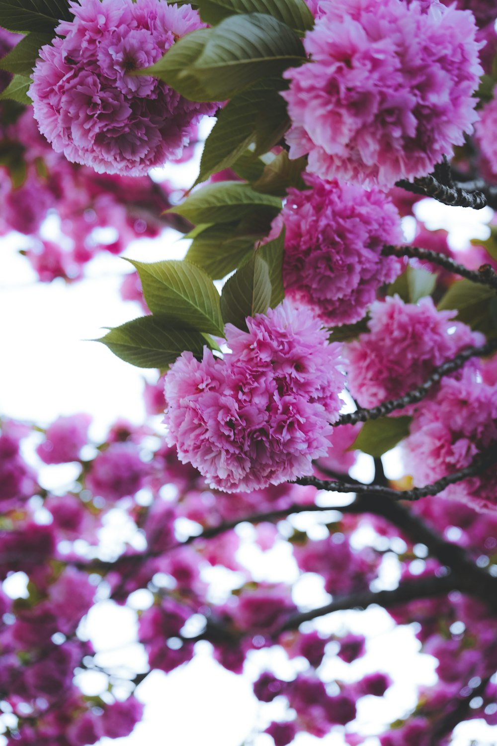 pink flowers in tilt shift lens