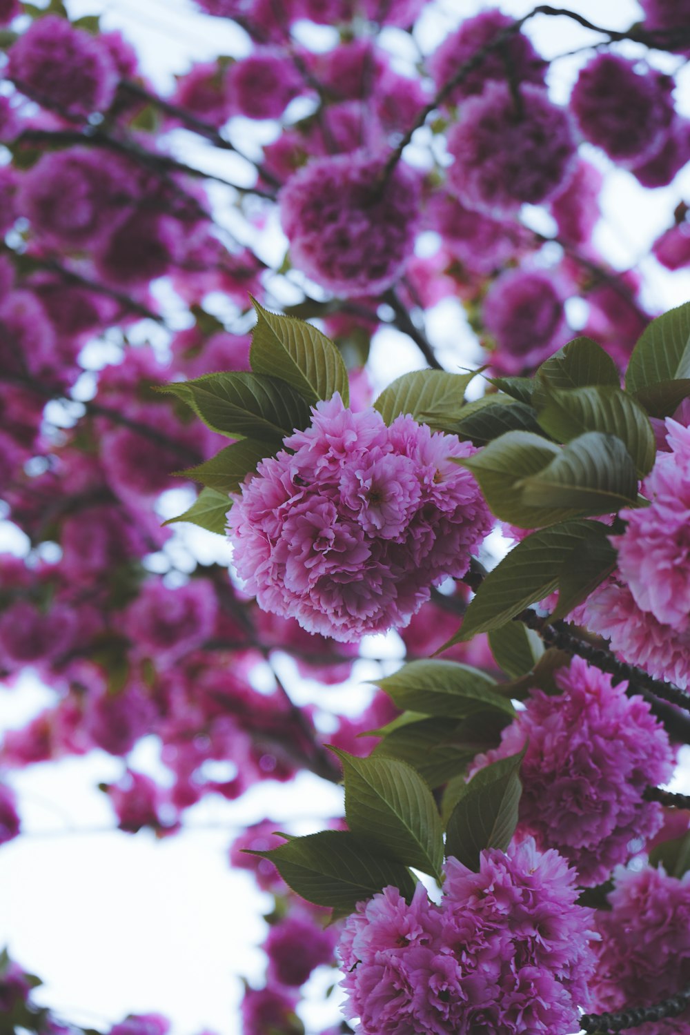 pink flowers in tilt shift lens