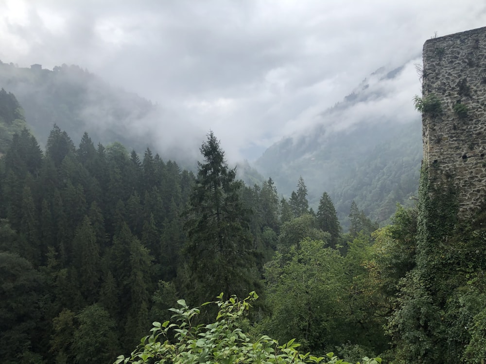 green trees on mountain under white clouds during daytime