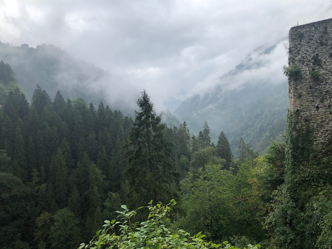 Tropical and subtropical coniferous forests photo spot Rize Turkey