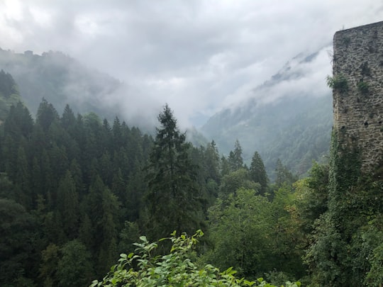 green trees on mountain under white clouds during daytime in Rize Turkey