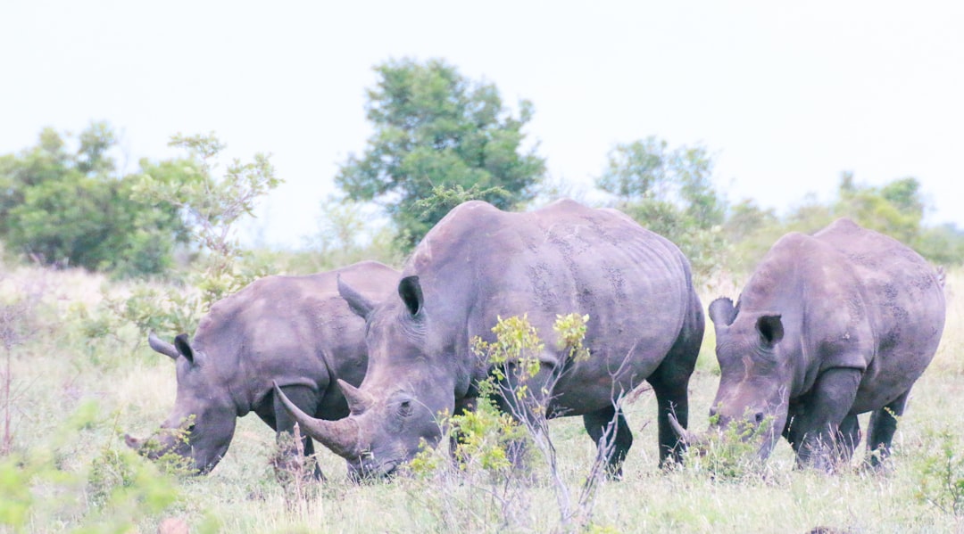 black rhinoceros on green grass field during daytime