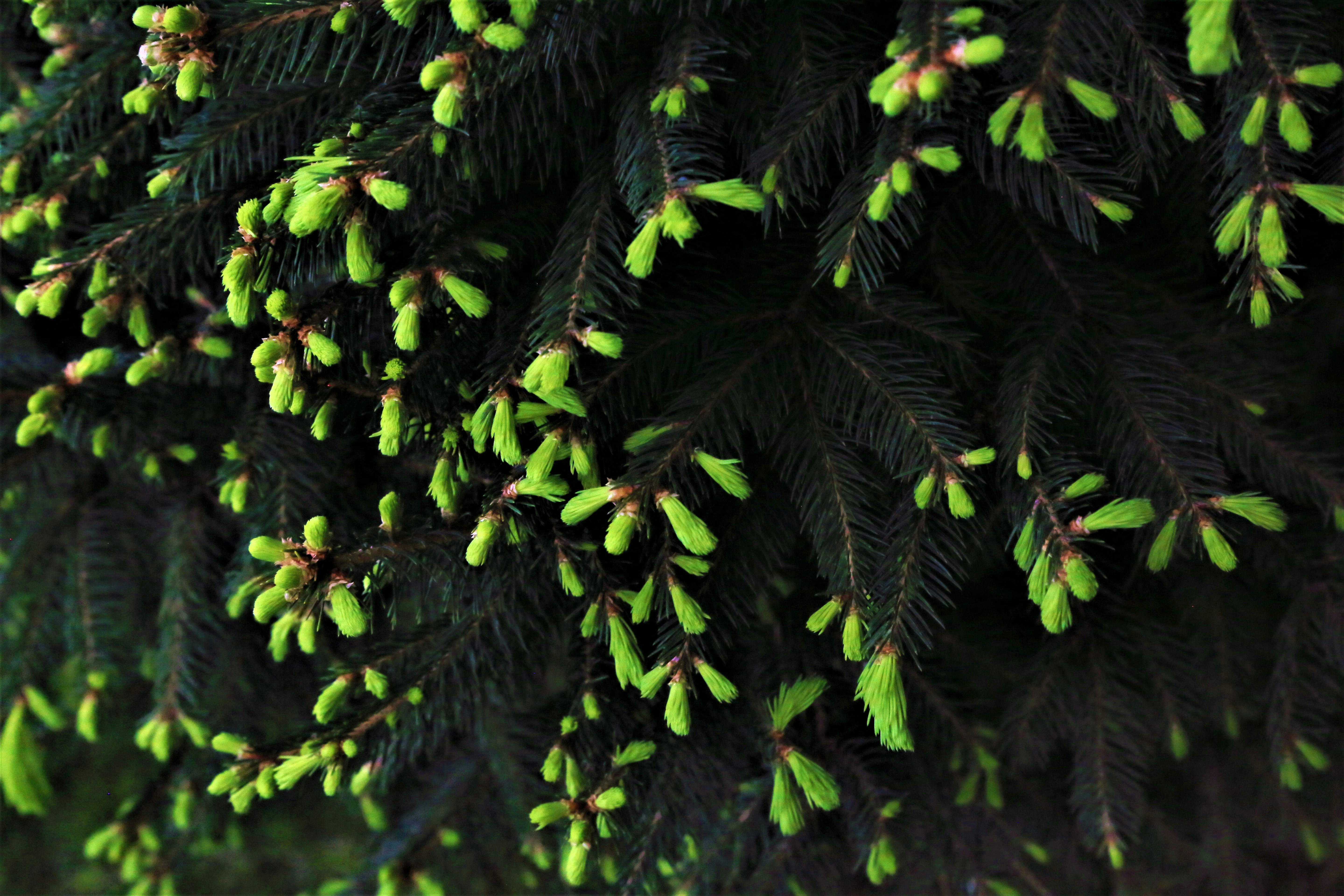 green leaves in close up photography