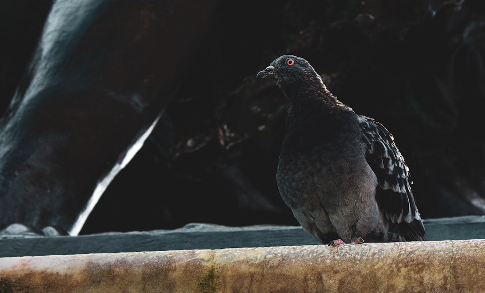 black and gray pigeon on white concrete wall