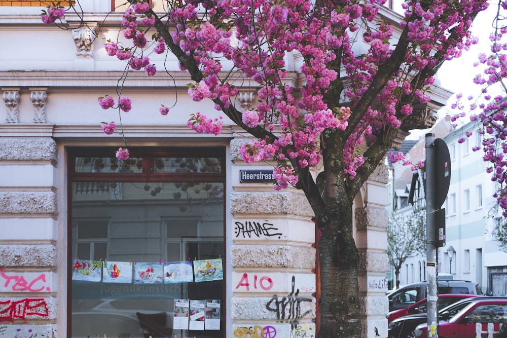 purple and white flowers on tree