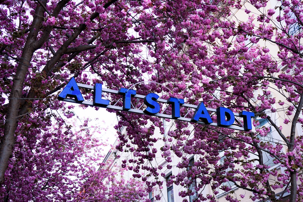 purple cherry blossom tree during daytime