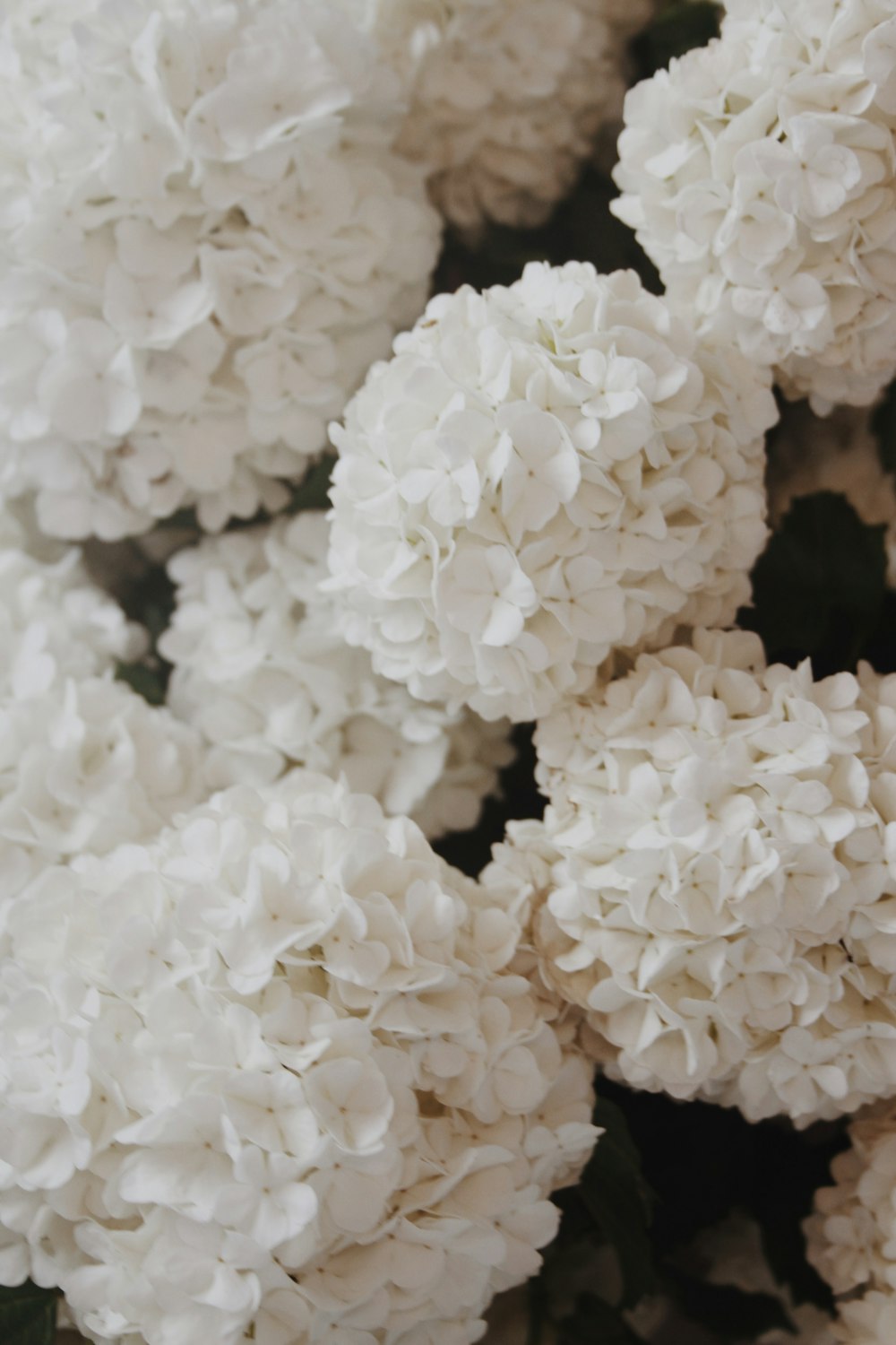 white flower in close up photography