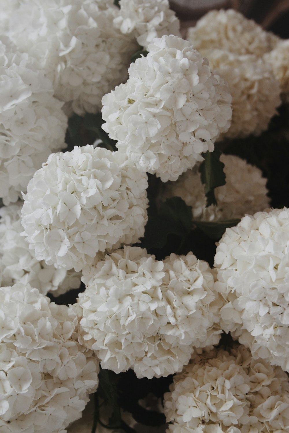 white flowers in tilt shift lens