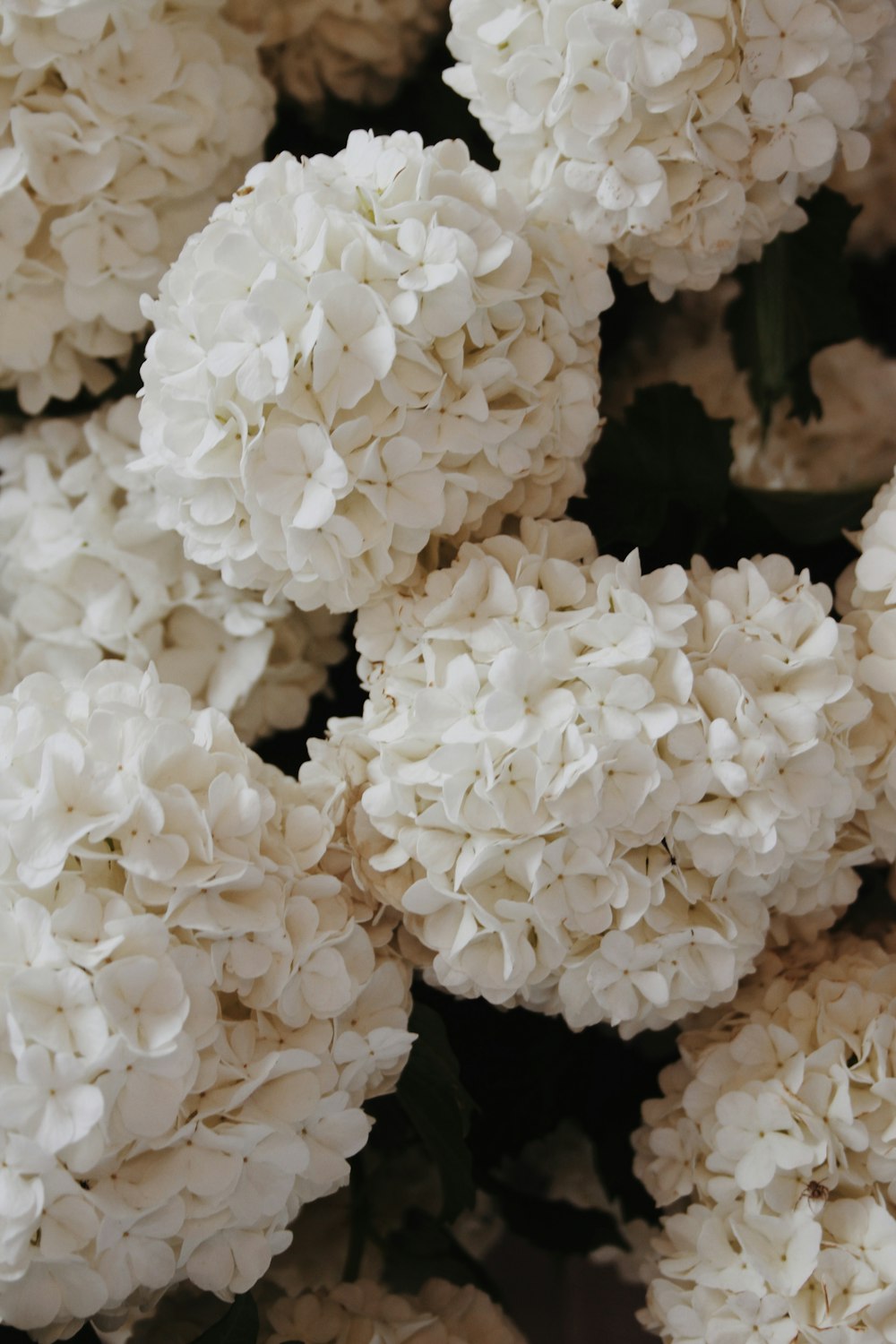 flor blanca en fotografía de primer plano