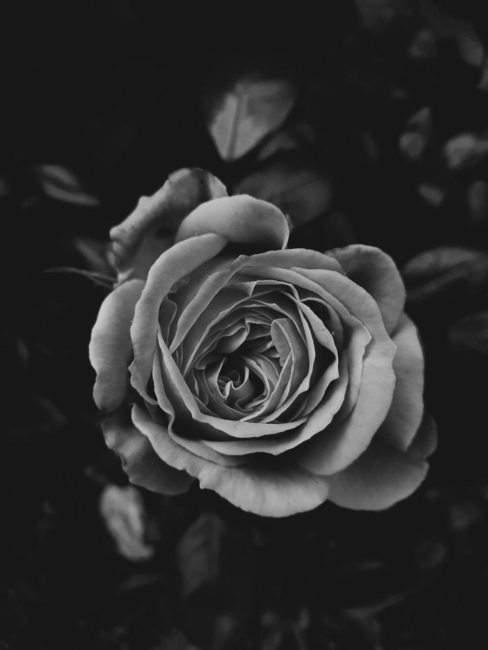 Foto en escala de grises de flor de rosa
