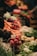 A vibrant display of fresh vegetables including radishes, carrots, leafy greens, and other produce neatly arranged. The scene is lively with a focus on natural textures and colors.
