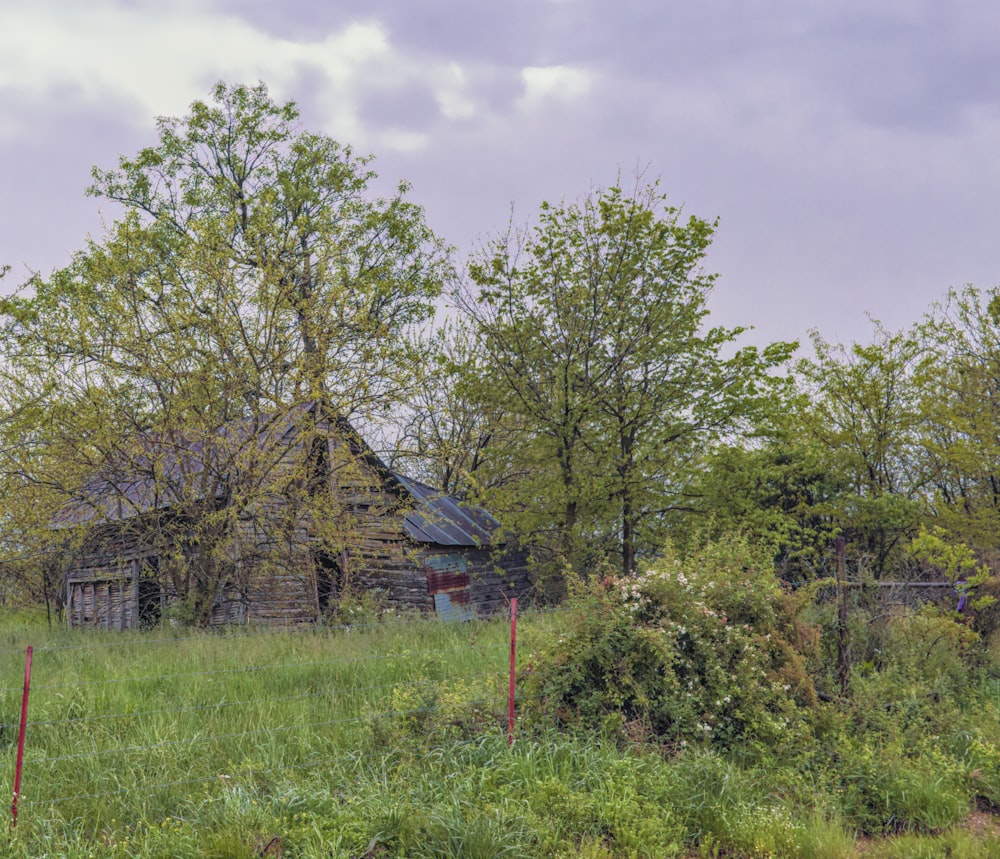 green trees on green grass field during daytime